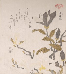 Fleurs de magnolia, 19e siècle - Kubo Shunman