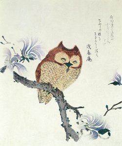 Hibou sur une branche de magnolia (encre et couleur sur papier) - Kubo Shunman