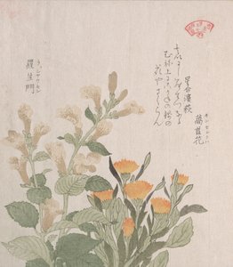 Le souci commun et les fleurs de Rajoman, 19e siècle - Kubo Shunman