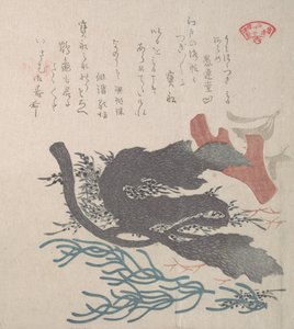 Diverses algues, 19ème siècle
