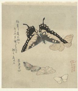 Cinq papillons - Kubota Shunman