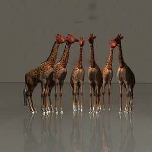 Girafes en harmonie - Kurt Heppke