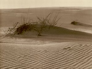 Wanderdune sur la flèche de sable de Courlande au nord de Rossitten