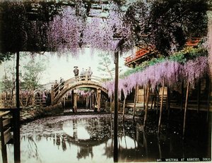 Glycine à Kameido, Tokyo