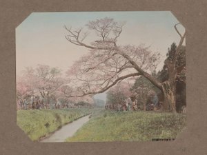 Mensen en kersenbloesem aan weerszijden van een beek in Koganei, Tokyo, Japan - Kusakabe Kimbei