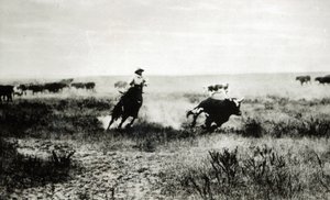 Cow-boy à cheval attrapant un veau