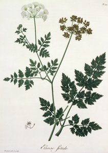 Aethusa Cynapium de 