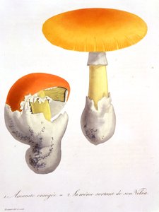 Amanita Caesaria de 