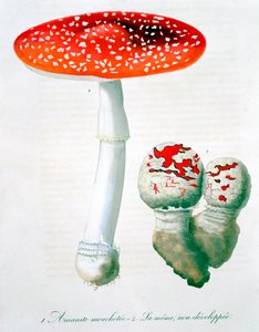 Amanite tue-mouches, 1821 - LFJ Hoquart
