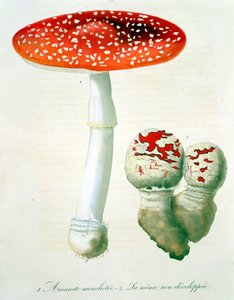 Amanita Muscaria de 