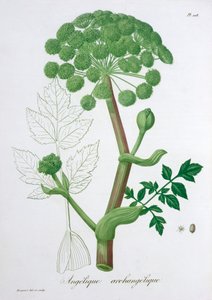 Angelica Archangelica, 1821 - LFJ Hoquart