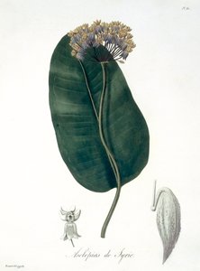 Asclepias Syriaca de 