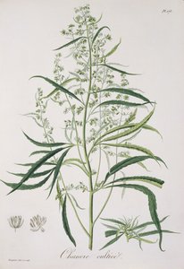 Cannabis Sativa de 