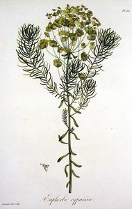 Euphorbia Cyparissias de 