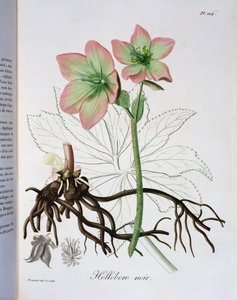 Helleborus Niger de 