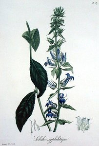 Lobelia Siphilitica de 