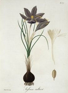 Crocus safran extrait de 