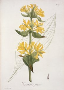 Gentiane jaune de 