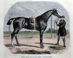 Le cheval de course anglais Eclipse. Illustration par Rouyer - L. (after) Rouyer