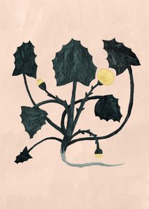 Plante inconnue, 2018