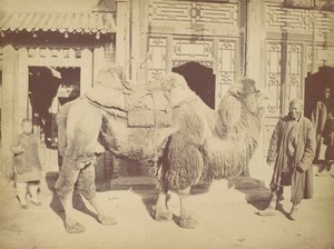 Pékin. No. 923 - Lai Fong.