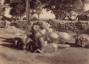 Taureaux ou nadias avec sculptures ornementales Vue latérale, Warangal, Hyderabad, Deccan
