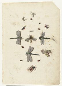 Libellules et insectes volants - Lambert Lombard