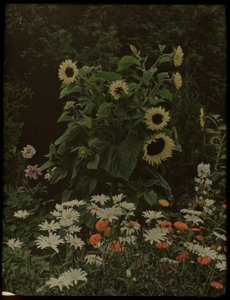 Jardin de la maison Kersbergen, Zeist, avec notamment des tournesols