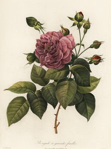 Rose du Bengale, variété Rosa chinensis, Bengale à grandes feuilles - Langlois Langlois