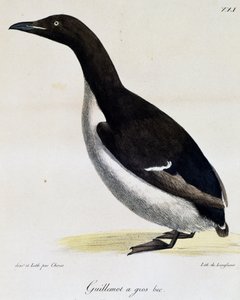 Guillemot de Brünnich, de Voyage pittoresque autour du monde