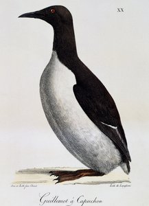 Guillemot de Troïl (Uria aalge), de "Voyage pittoresque autour du monde" - Langlume Langlume