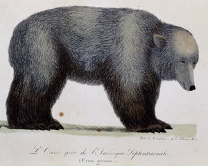 Ours gris (Ursus griseus), du Voyage pittoresque autour du monde - Langlume Langlume