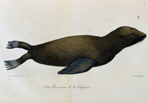 Jeune lion de mer, Californie, de Voyage pittoresque autour du monde