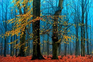  - Lars van de Goor †