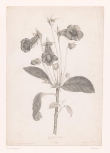 Gloxinia - Laure Devéria