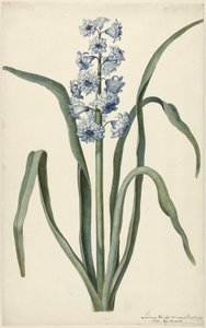 Jacinthe - Laurens Jacobsz. van der Vinne