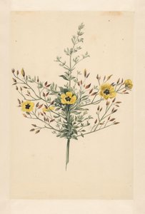 Hemelroosje - Laurens Vincentsz. van der Vinne