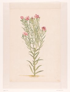Plante avec fleurs roses - Laurens Vincentsz. van der Vinne
