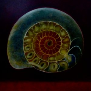 Ammonite verte, 2020