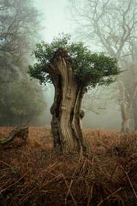 Ancient Bonsai, 2025 (photo)