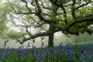 Ancient Greens, 2025 (photo) - Lee Cooper