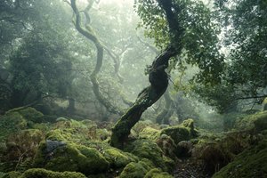 Awakening II, 2024 (photo) - Lee Cooper