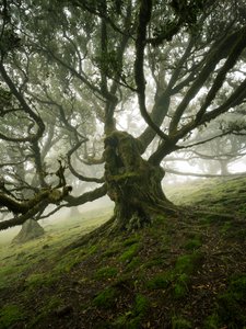 Canopy II, 2025 (photo) - Lee Cooper