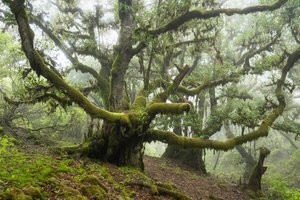 Forgotten Land III, 2025 (photo) - Lee Cooper