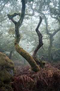 Lanterne dans les arbres, 2024 (photo) - Lee Cooper