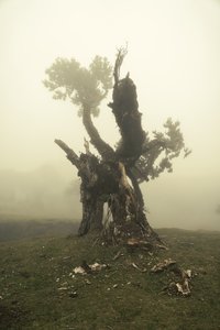 Rootrise, 2023 (photo) - Lee Cooper