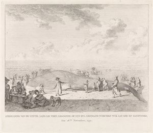 Baleine échouée sur la plage de Zandvoort (Afbeelding van de Vin-Vis gestrand tusschen Wyk aan Zee en Zandvoord, den 18den november, 1791) - Leendert Overbeek