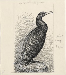 Cormoran