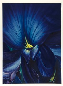 Delphinium chinois - Leon Carroll