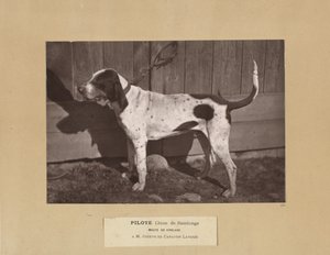 Pilote, Chien de Saintonge, Meute de Virelade, A.M. Joseph de Carayon Latour - Leon Cremiere